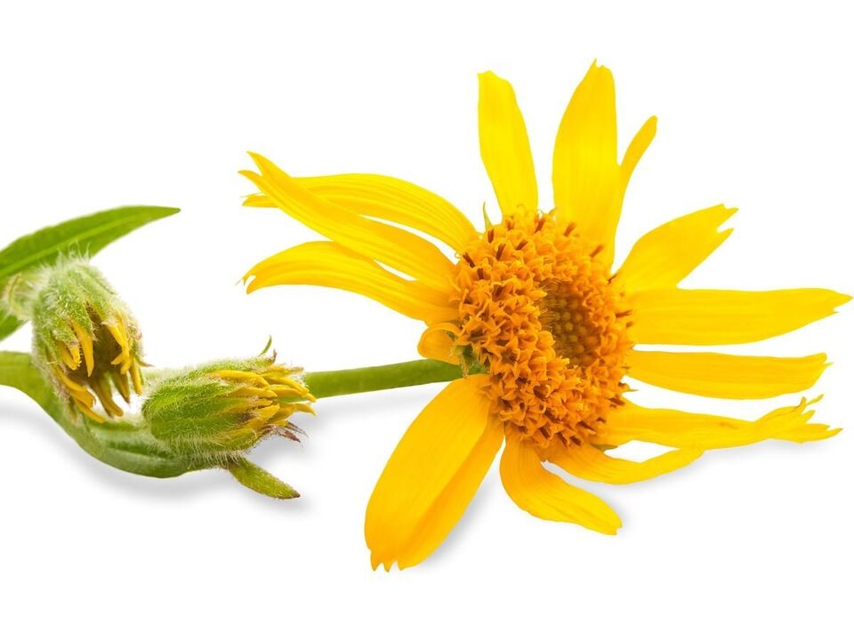 arnica montana - elemento di composizione Depanten